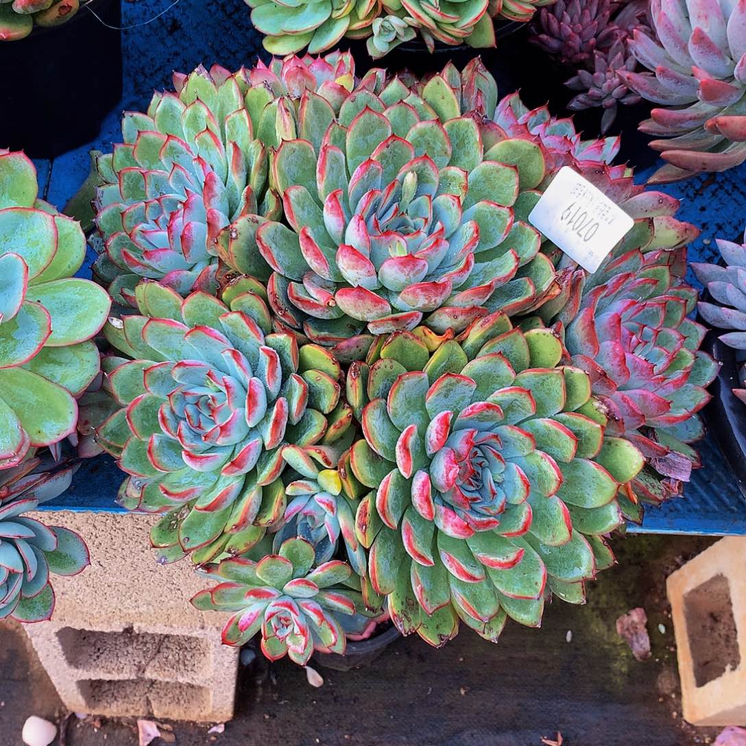 一****    荷花多肉07019