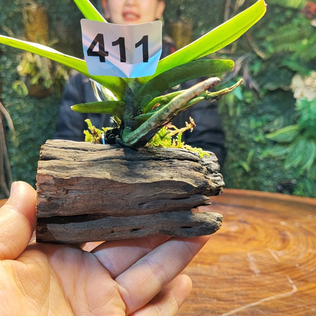 【闪购商品】411红指甲兰花卉