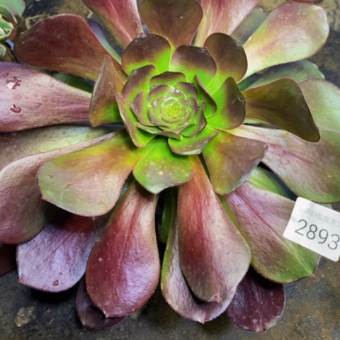 五毒多肉植物2893