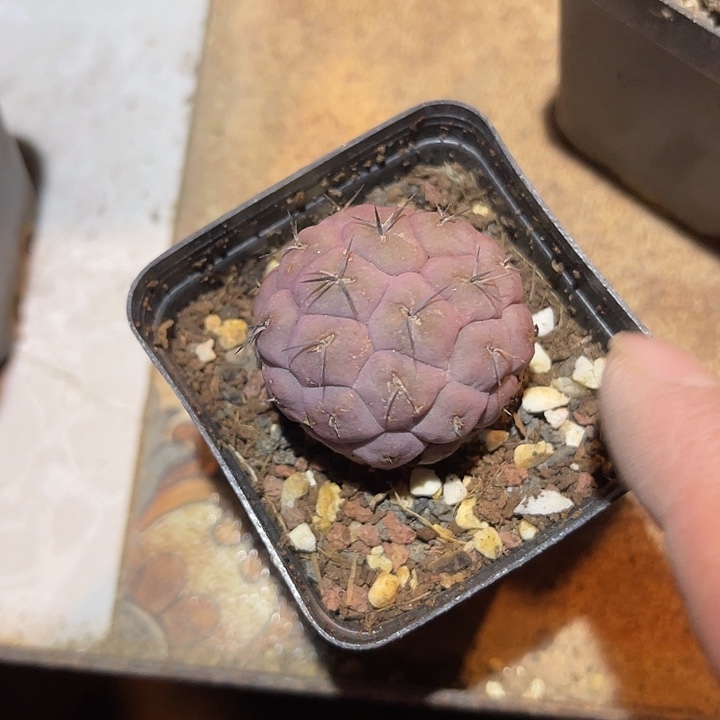 满38包邮2天凑单，脱土晾根发货多肉植物习志野