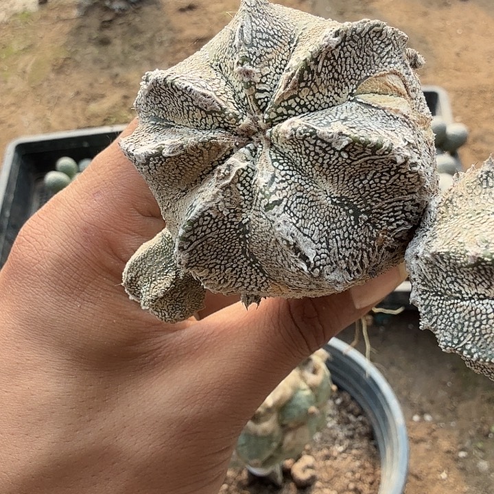 恩冢群头三脚架姐0217