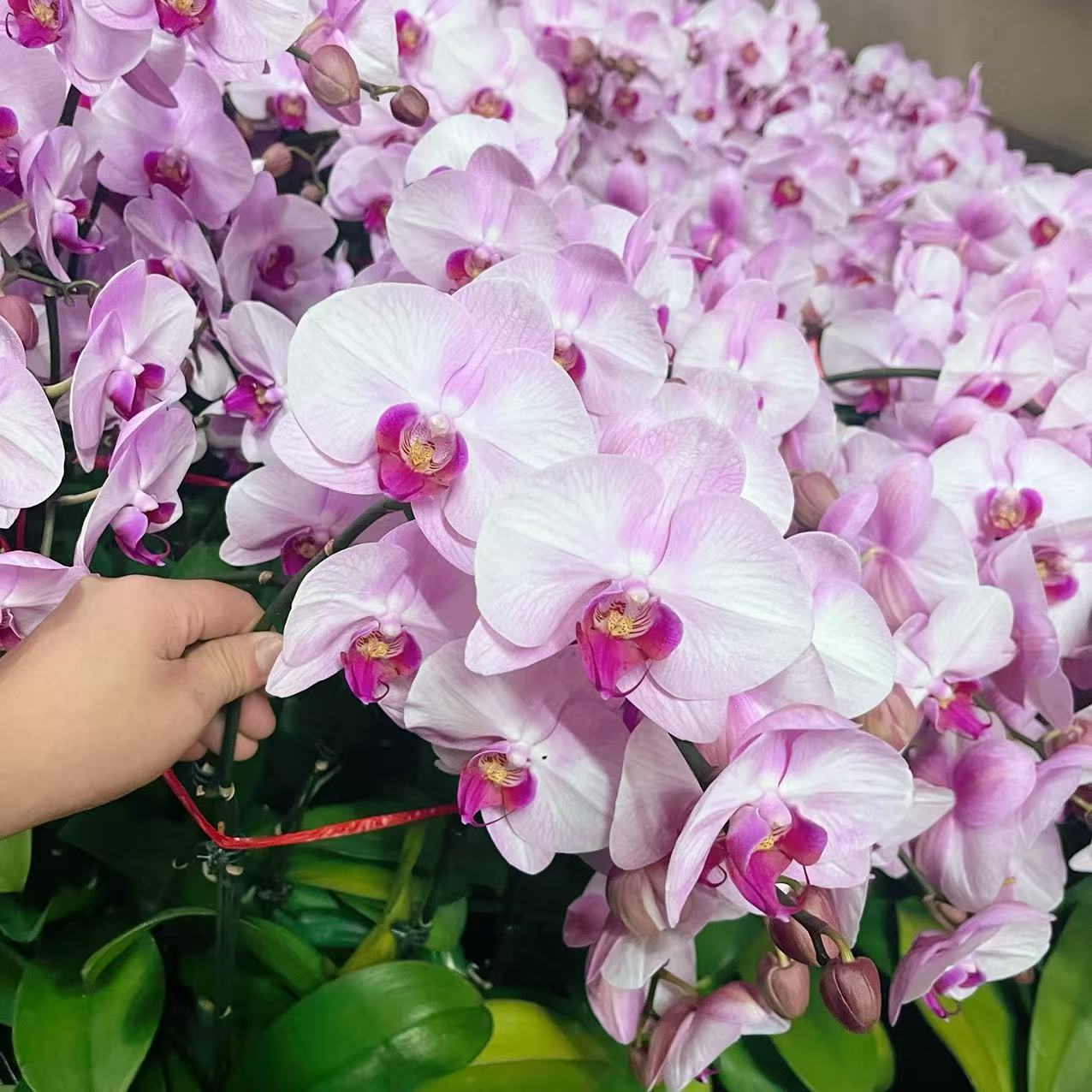 蝴蝶兰【杭州美人】双花剑 大花  室内花花 广州基地直发