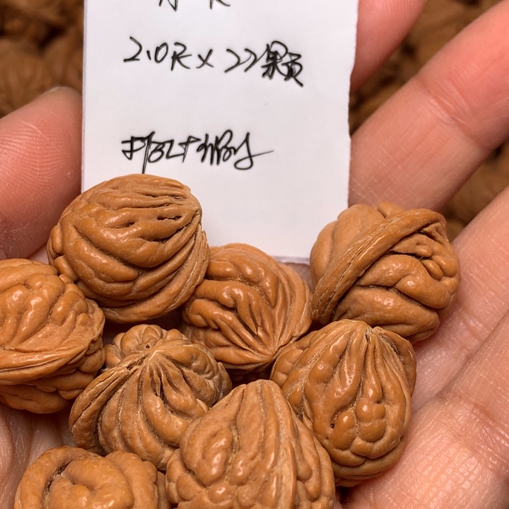 A***K野生龙纹桃核霸王龙