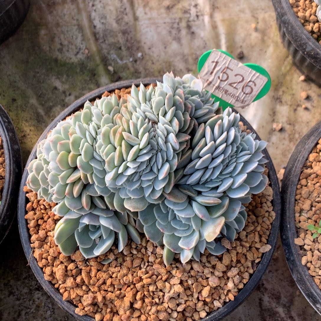 汉堡缀化一物一拍1526