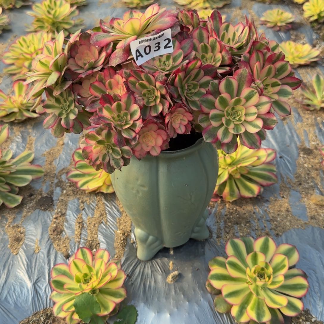 032。 荔枝。多肉植物