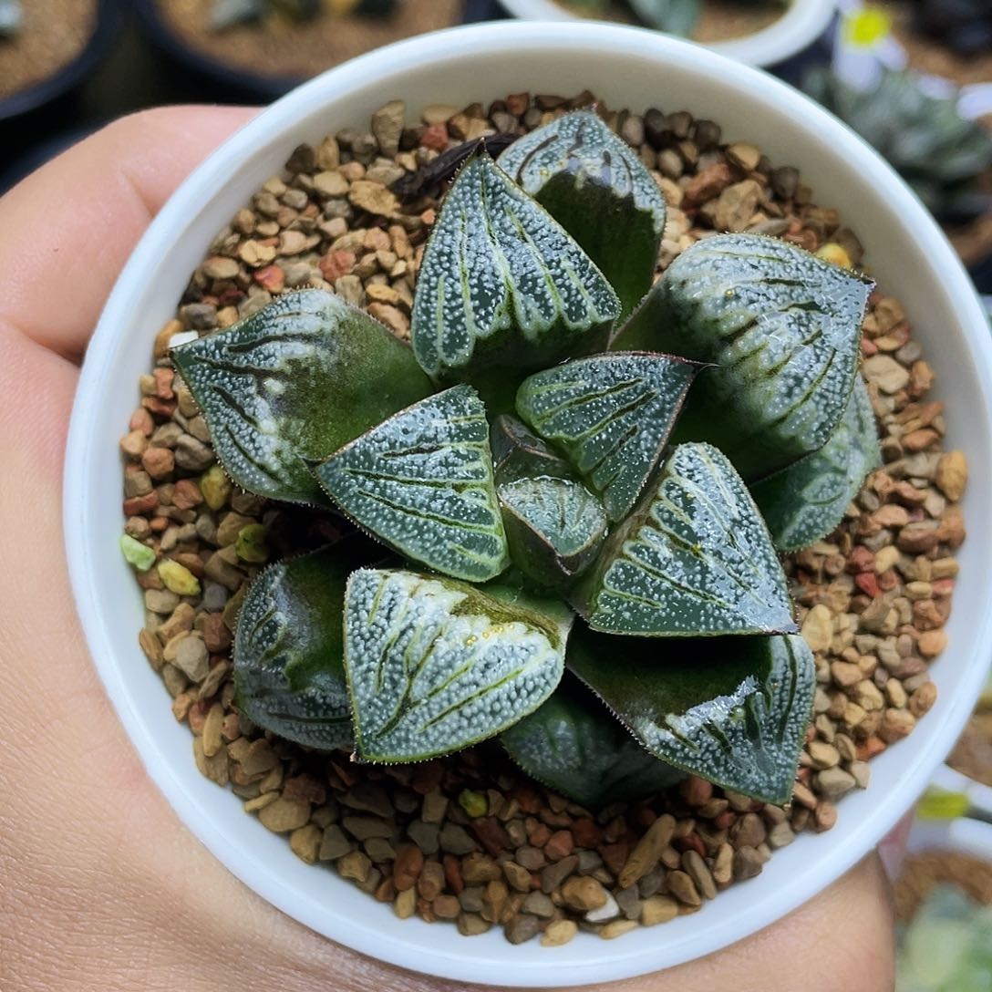 白羊座十二卷多肉