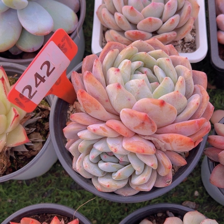 健健康康平平安安