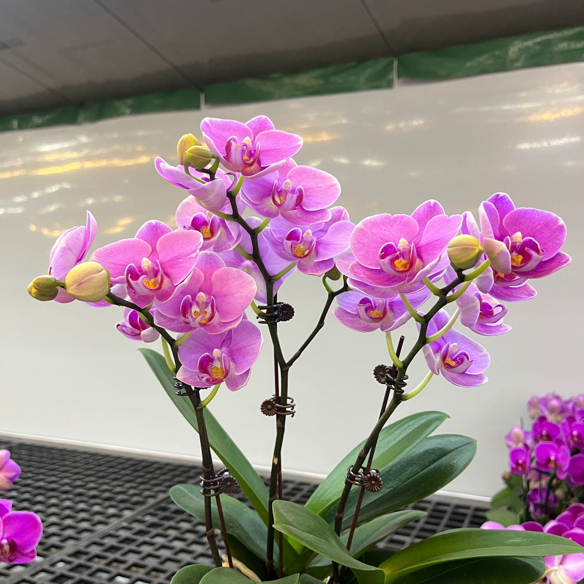 A10【紫蝶】高端爆款蝴蝶兰