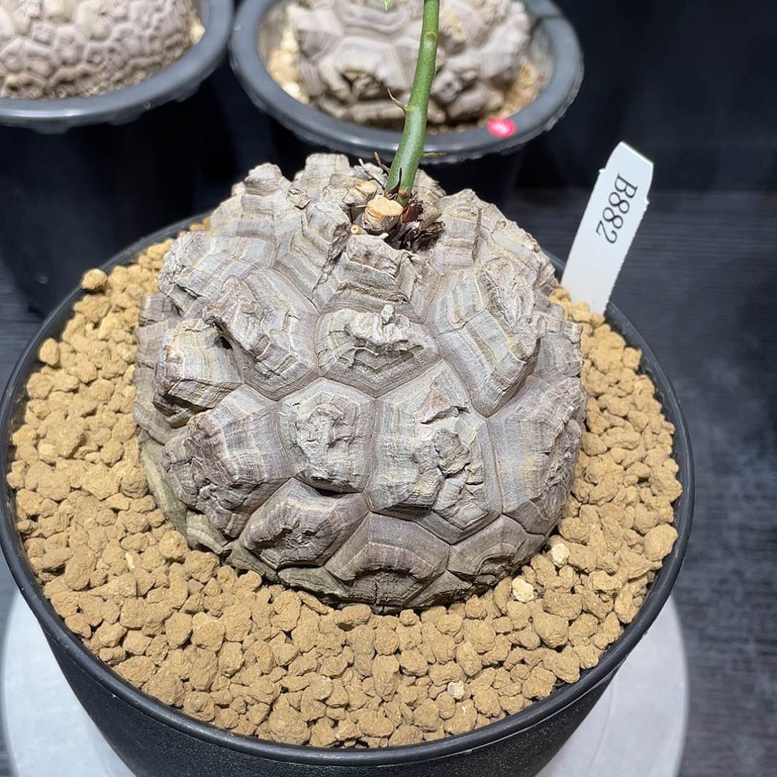 882号龟甲龙不退不换