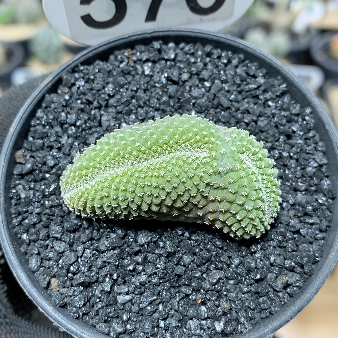 570号实生菊水缀化4.7cm