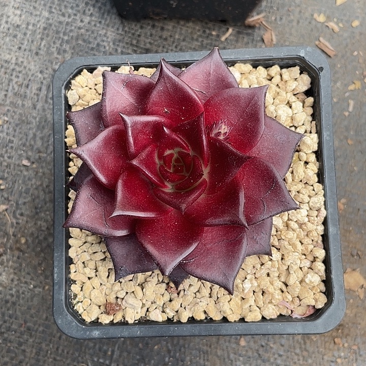 新品黑马脱土发10