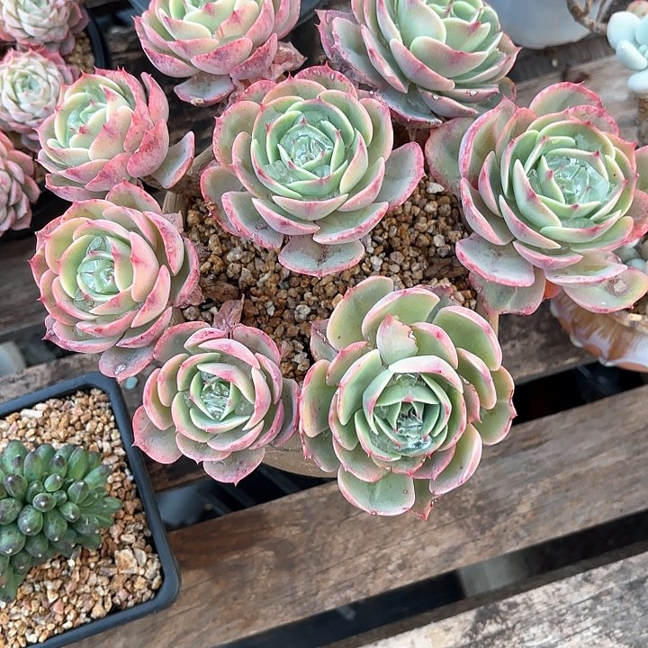 多肉植物，白雪公主