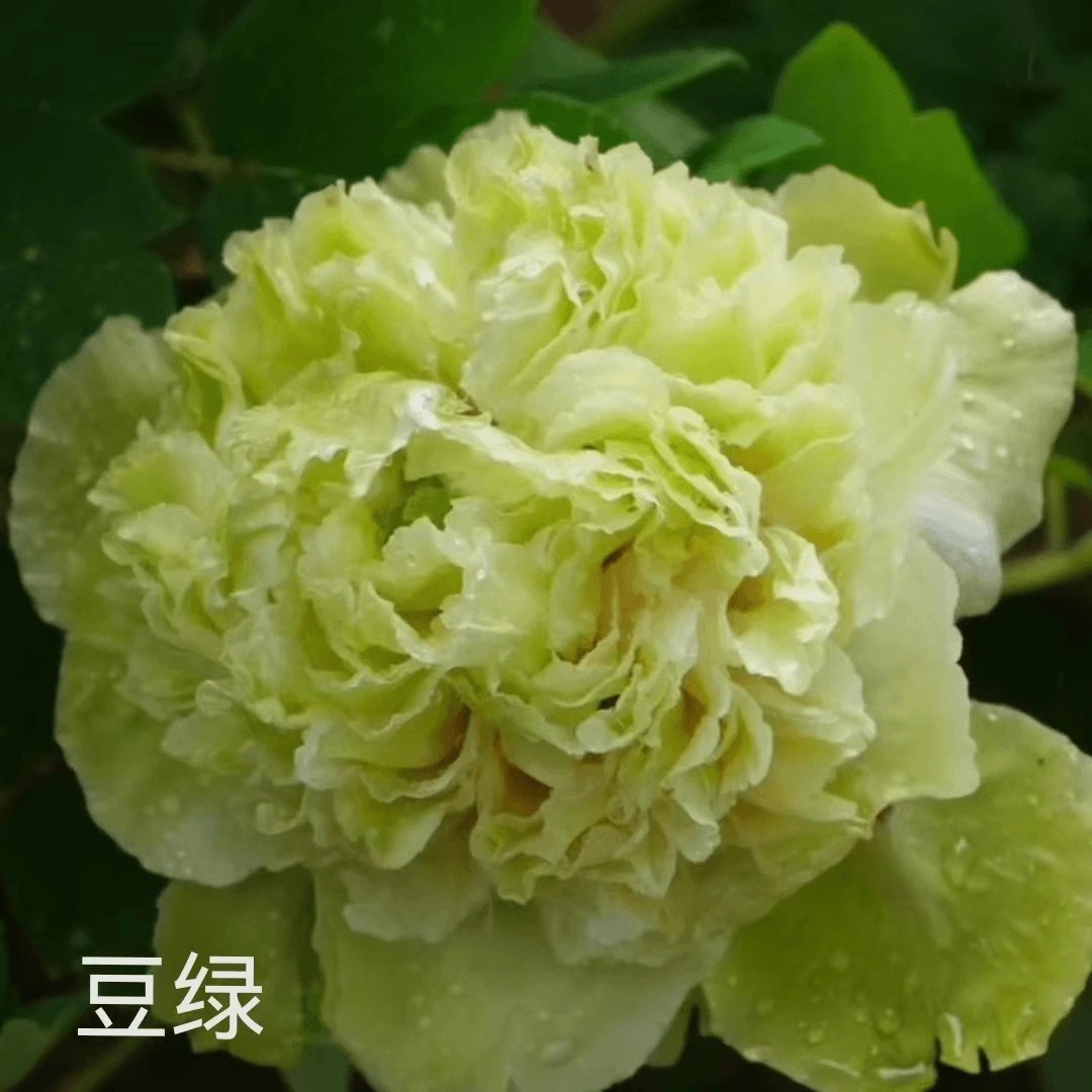 豆绿】正宗洛阳重瓣牡丹花苗北方耐寒盆栽地栽室内庭院花卉牡丹苗