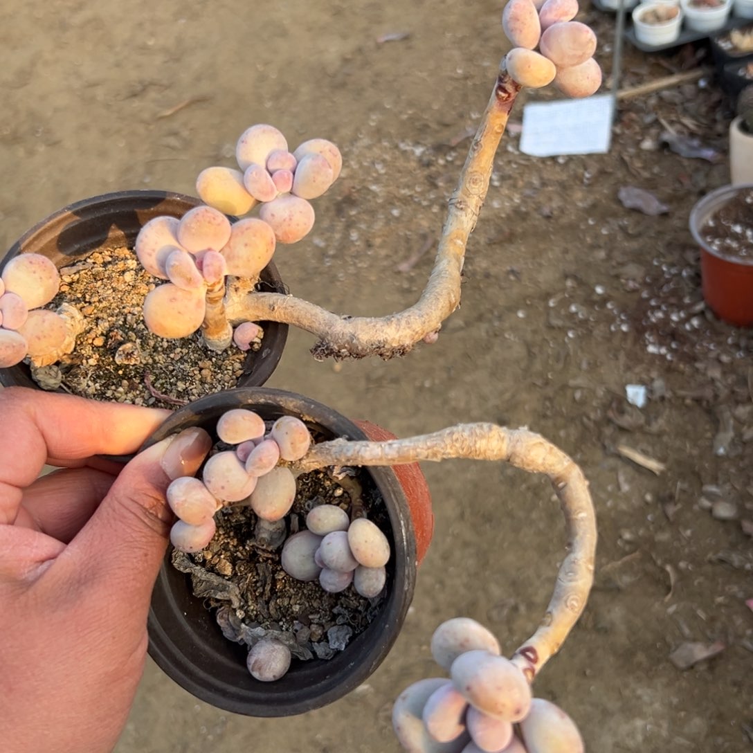 多肉植物多肉植物