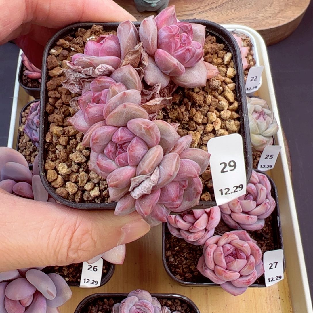 好好看29、哈哈哈哈