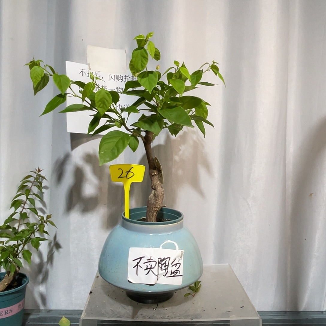 当前无花栽培后可以开花26魅惑桩，粗2.5公分