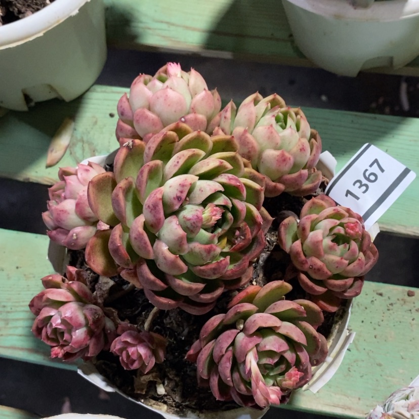 【闪购商品】月宴1367