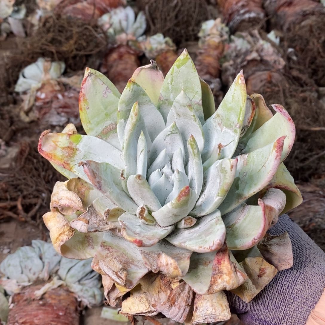 小*2138哈哈哈哈哈哈哈哈哈哈哈哈