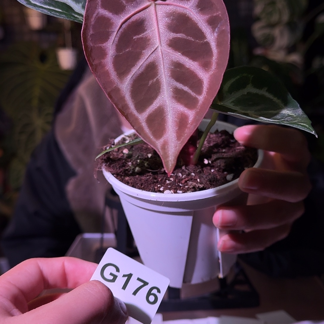 不开花植物G176skg银红杂黑刷子