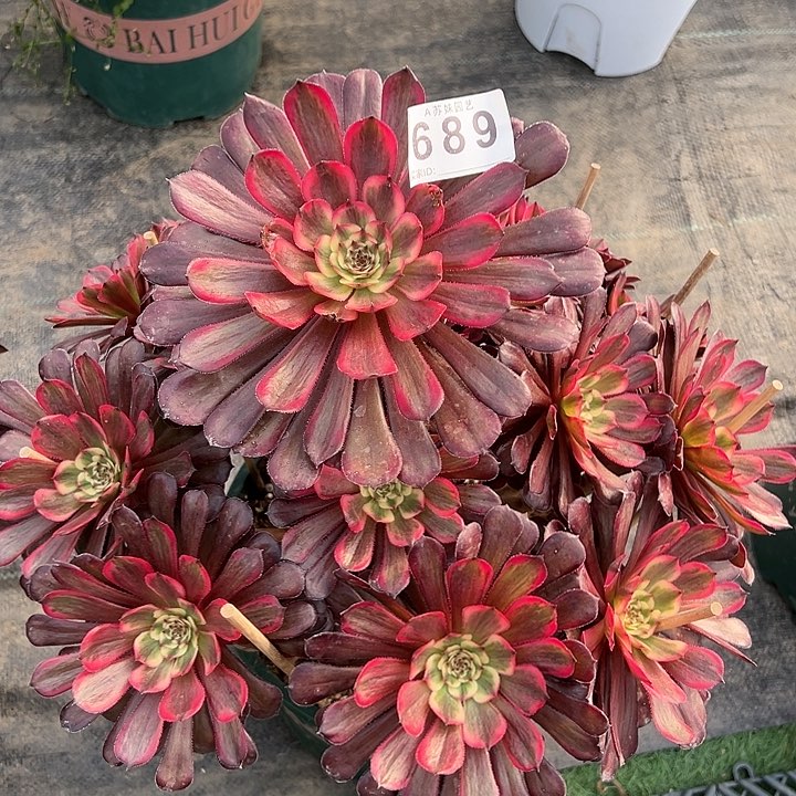 689女儿红多肉植物