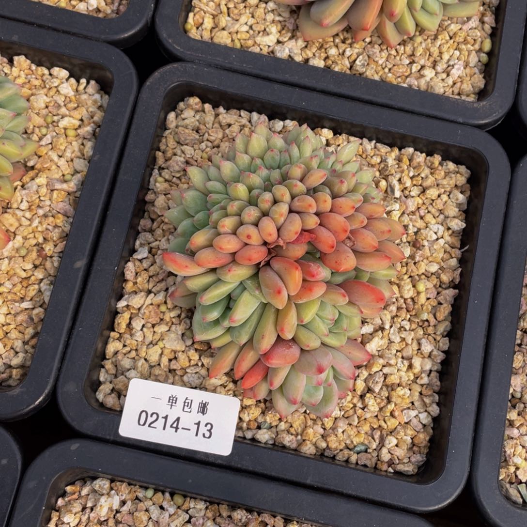 0214-13-凌雪缀化。。。？？多肉