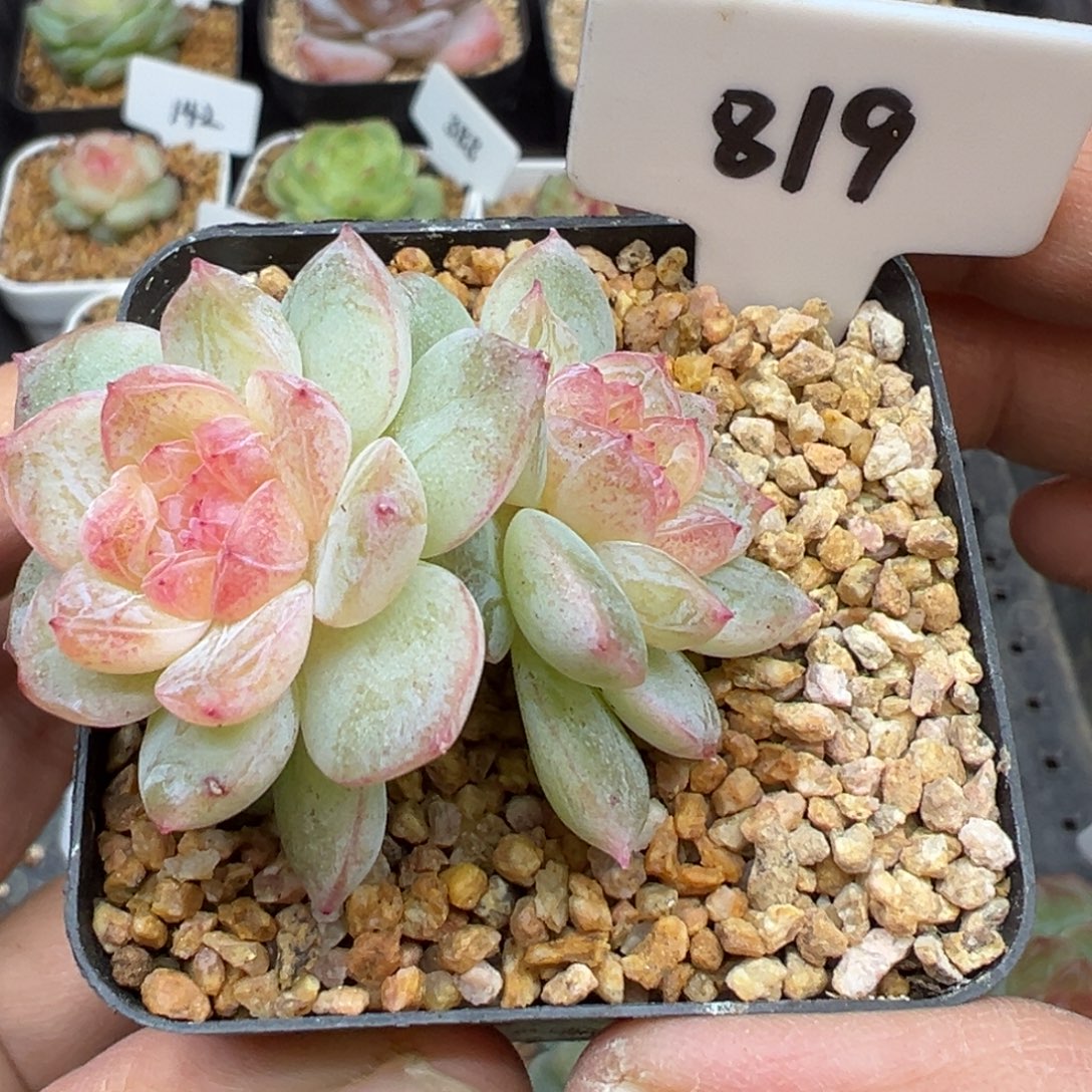 819号若梦风花雪月