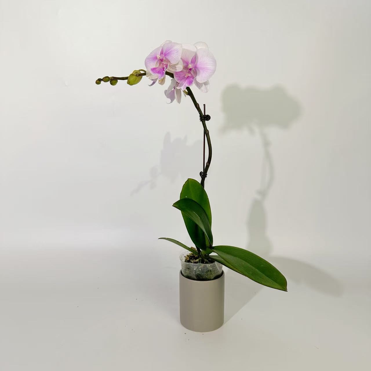 【甜美人】蝴蝶兰花卉绿植年宵花乔迁送礼佳品