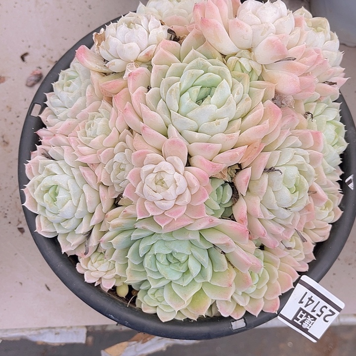 白月影25141多肉植物
