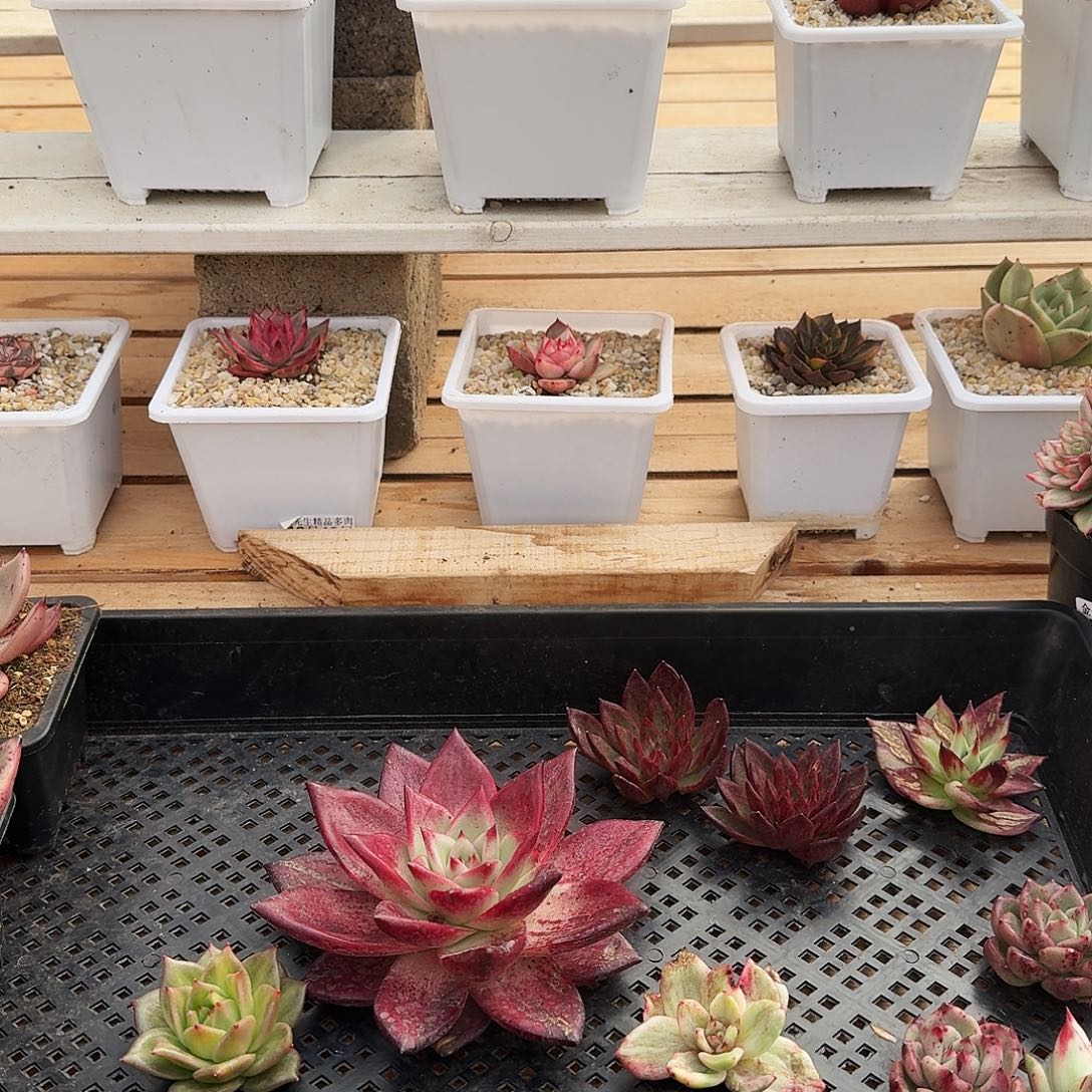 a***王1224-组合5颗红灯5颗黑玫瑰锦