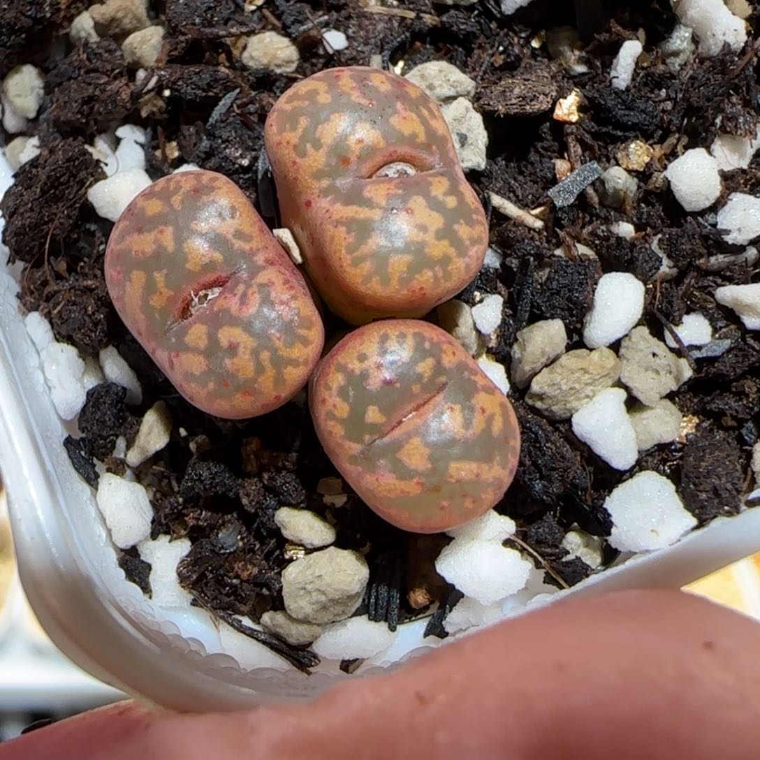 肉锥多肉植物百科25-粉色勋章548