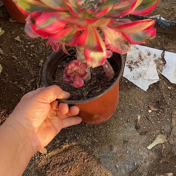 多肉植物巫毒776多肉