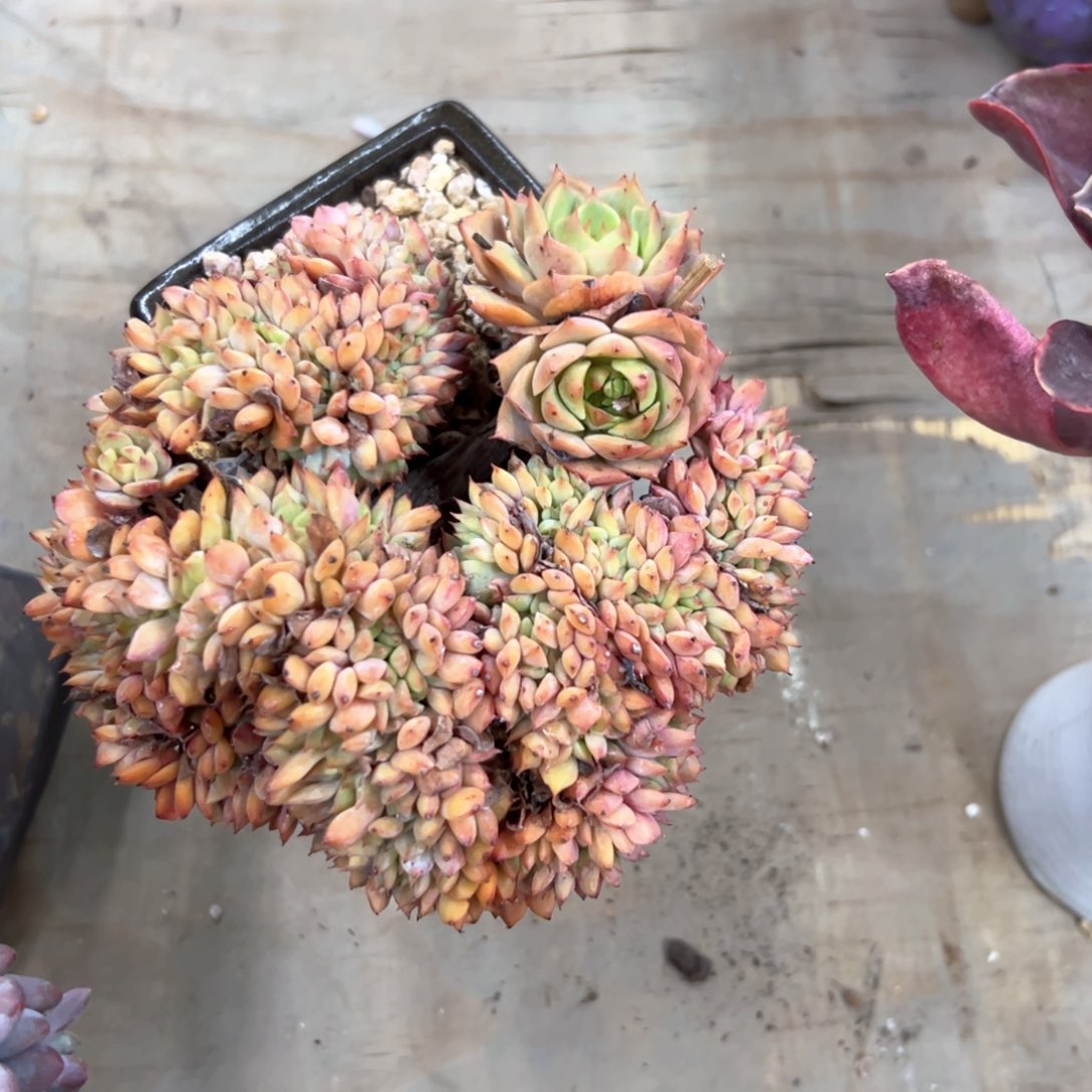 拿铁48零零多肉植物