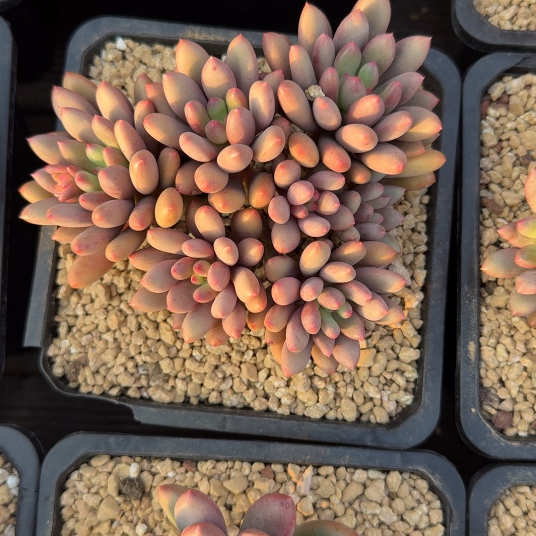 丽珠美人1111111111111111111