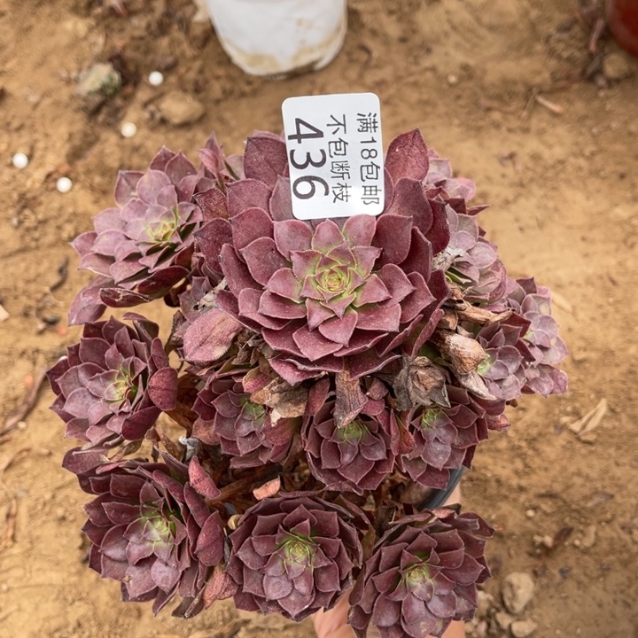436桃花石手捧1号