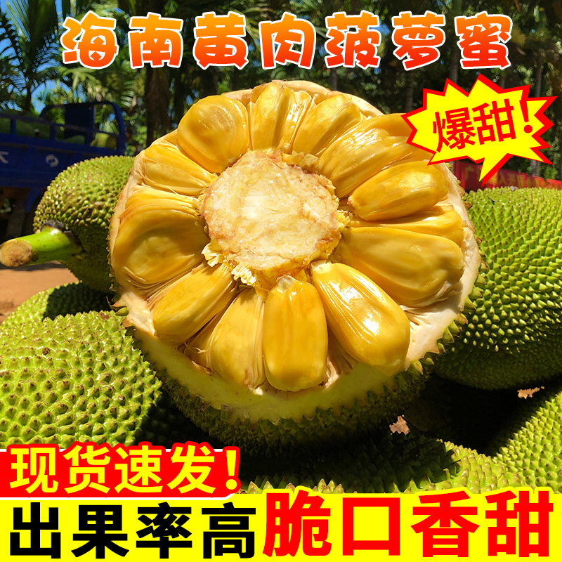 正宗海南三亚黄肉菠萝蜜一整个波罗蜜新鲜水果假榴莲红肉批发包邮