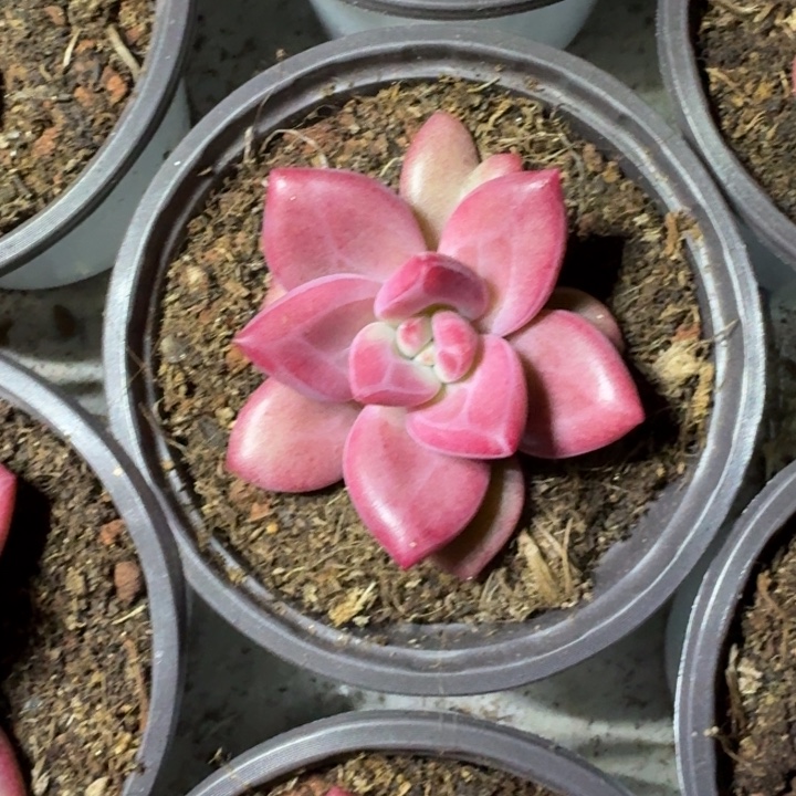 赫菲斯托 单头 一物一拍