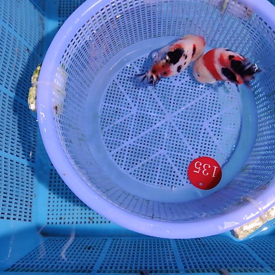 金鱼135兰寿两只特价顺丰包邮