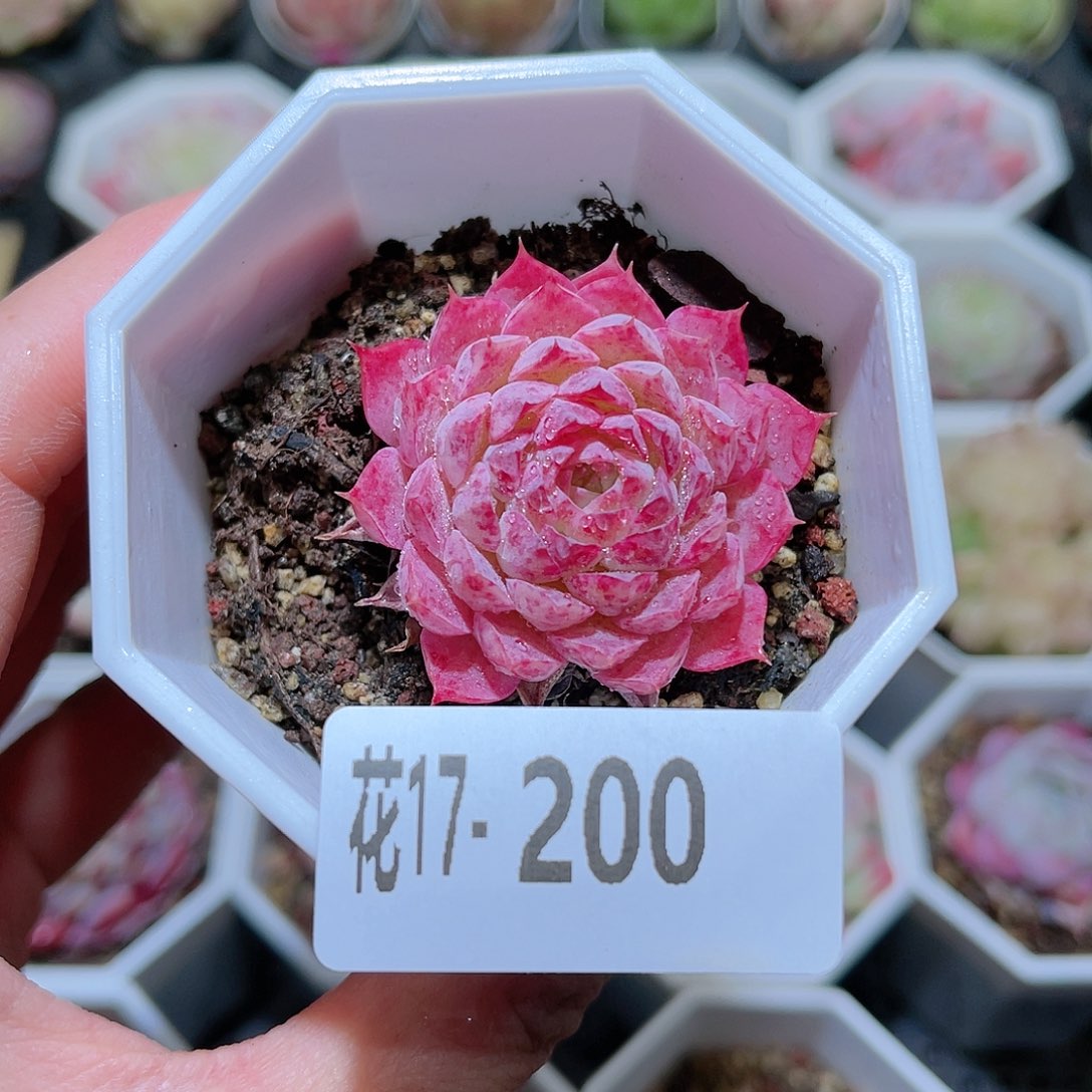 花利美17-200夜光环