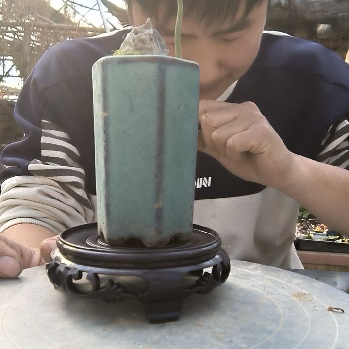 好*小盆景小植物一物一拍62