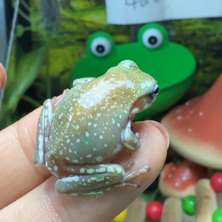 老爷树蛙xiaheng专拍