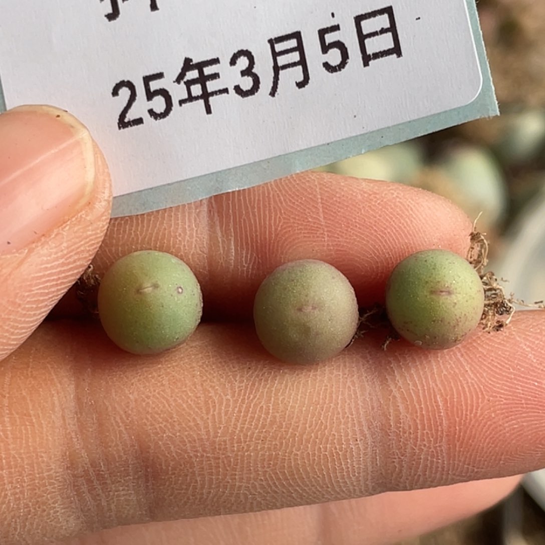 5-41肉锥v嘴多肉植物