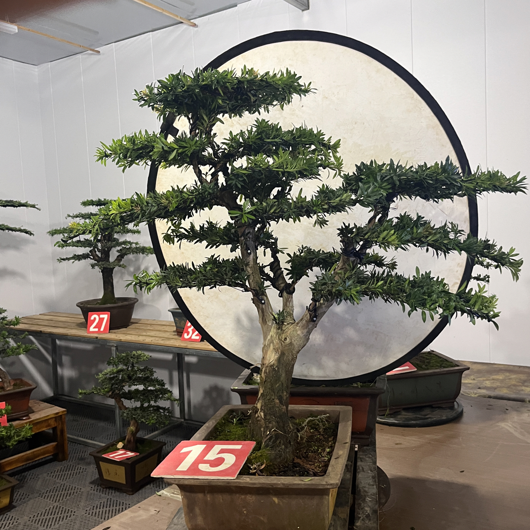 海岛小红帽造型盆景 含盆高83冠幅90