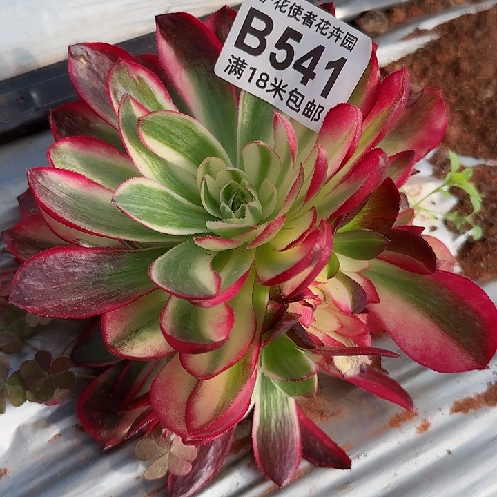 多肉法师粉体海王