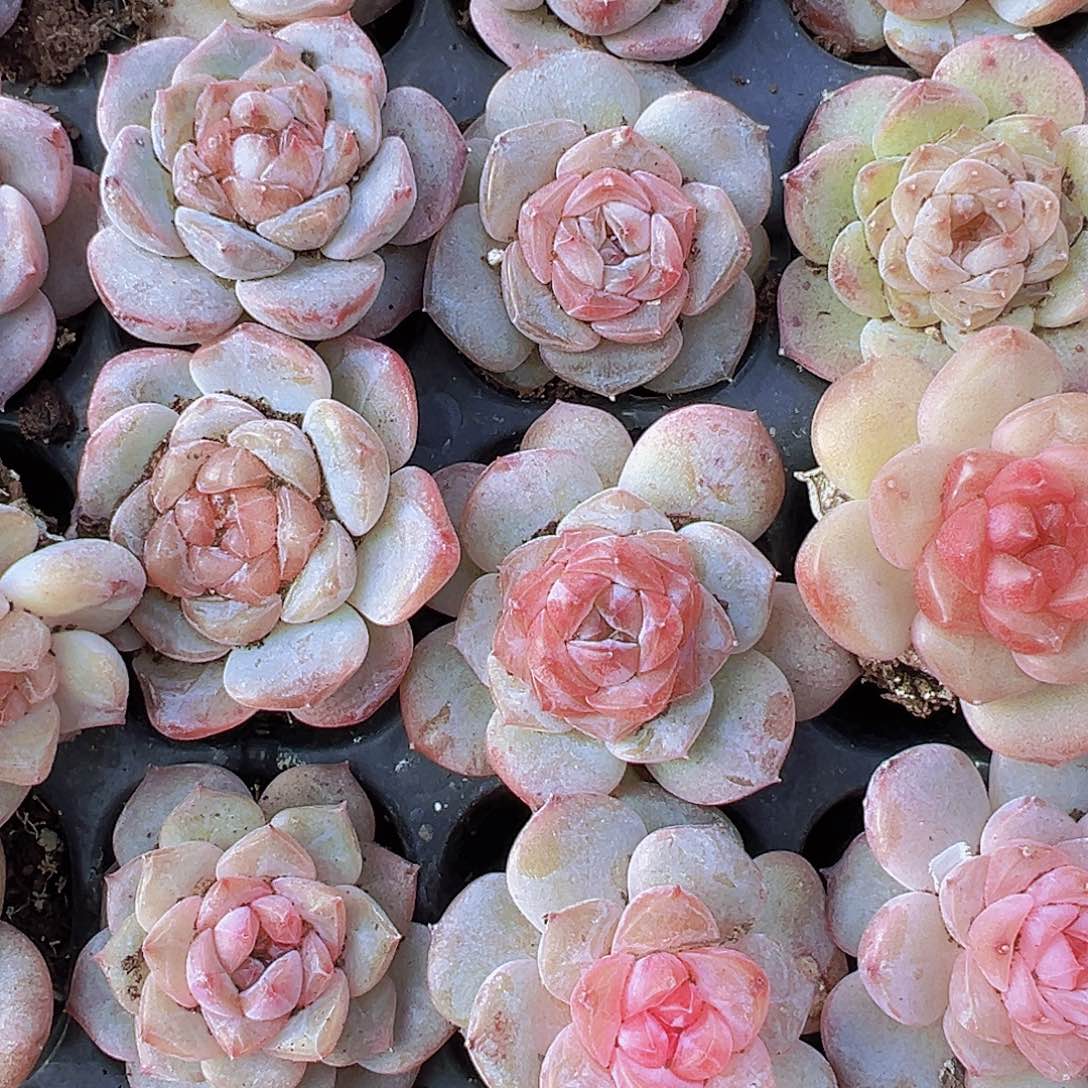 穴盘糖心095多肉5颗