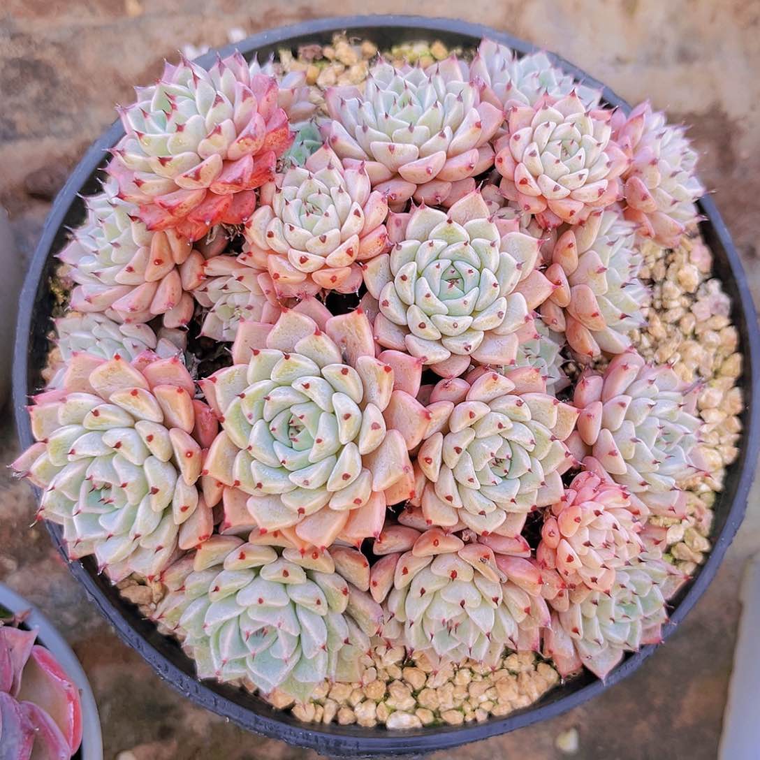 雪爪13.5公分999899989988