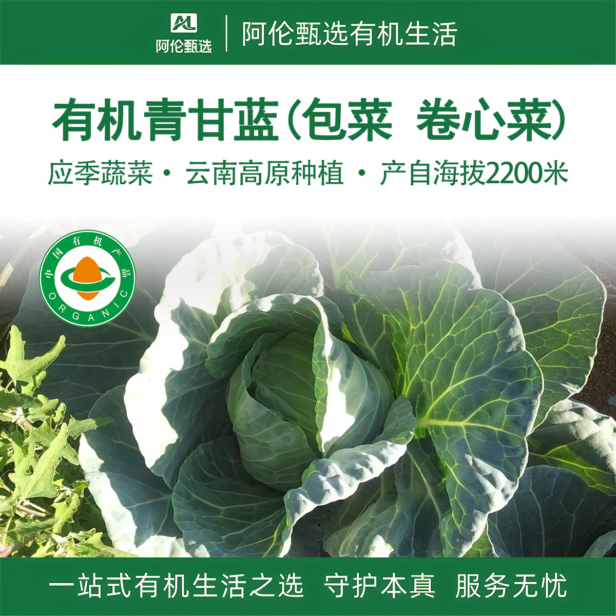 良道天成【有机青甘蓝】绿包菜卷心菜新鲜爽脆甘甜沙拉炒应季蔬菜