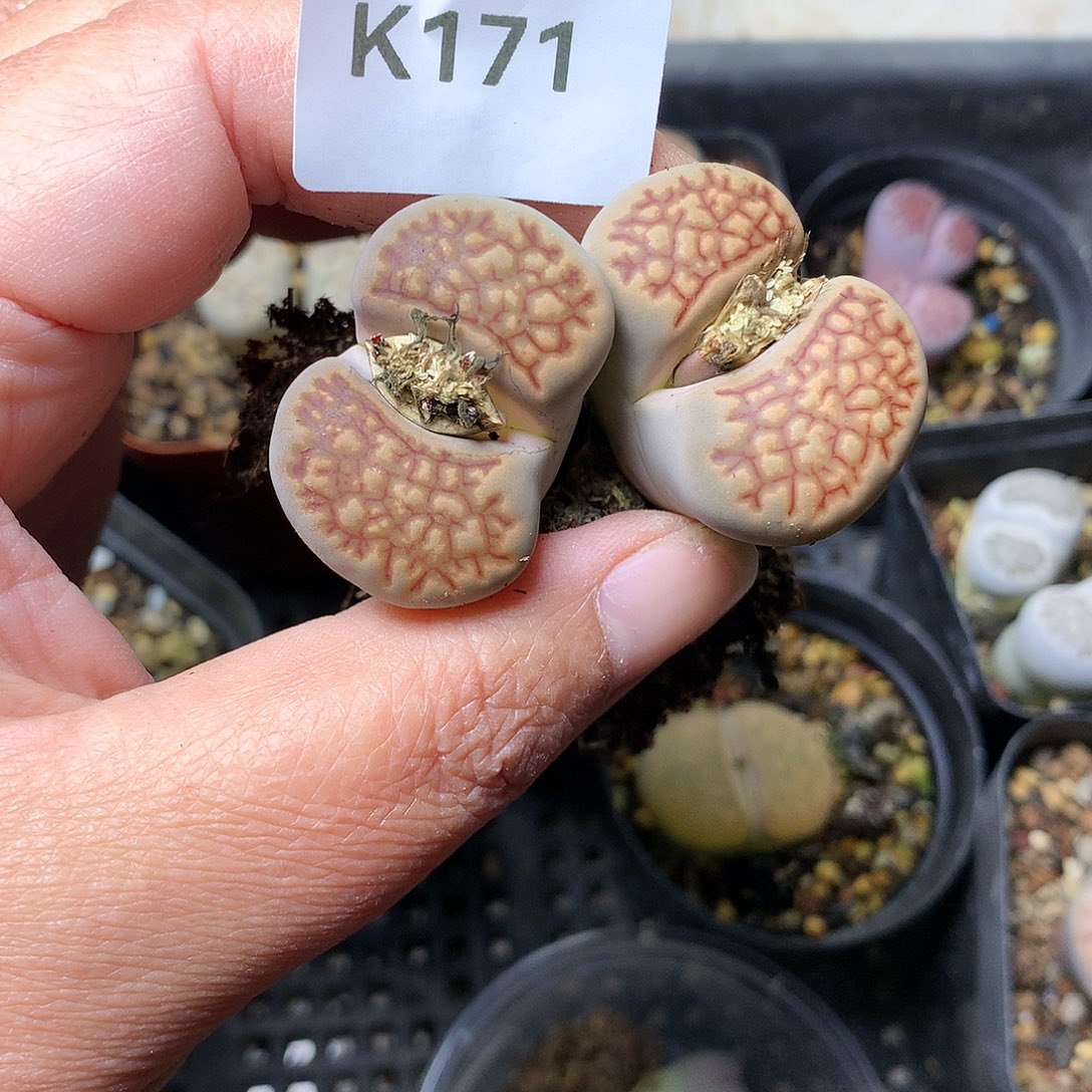 何***解K171多肉植物保护研究所