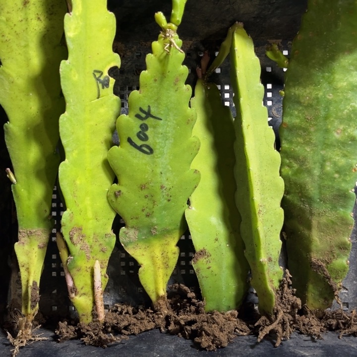 当前无花栽培后可以开花198