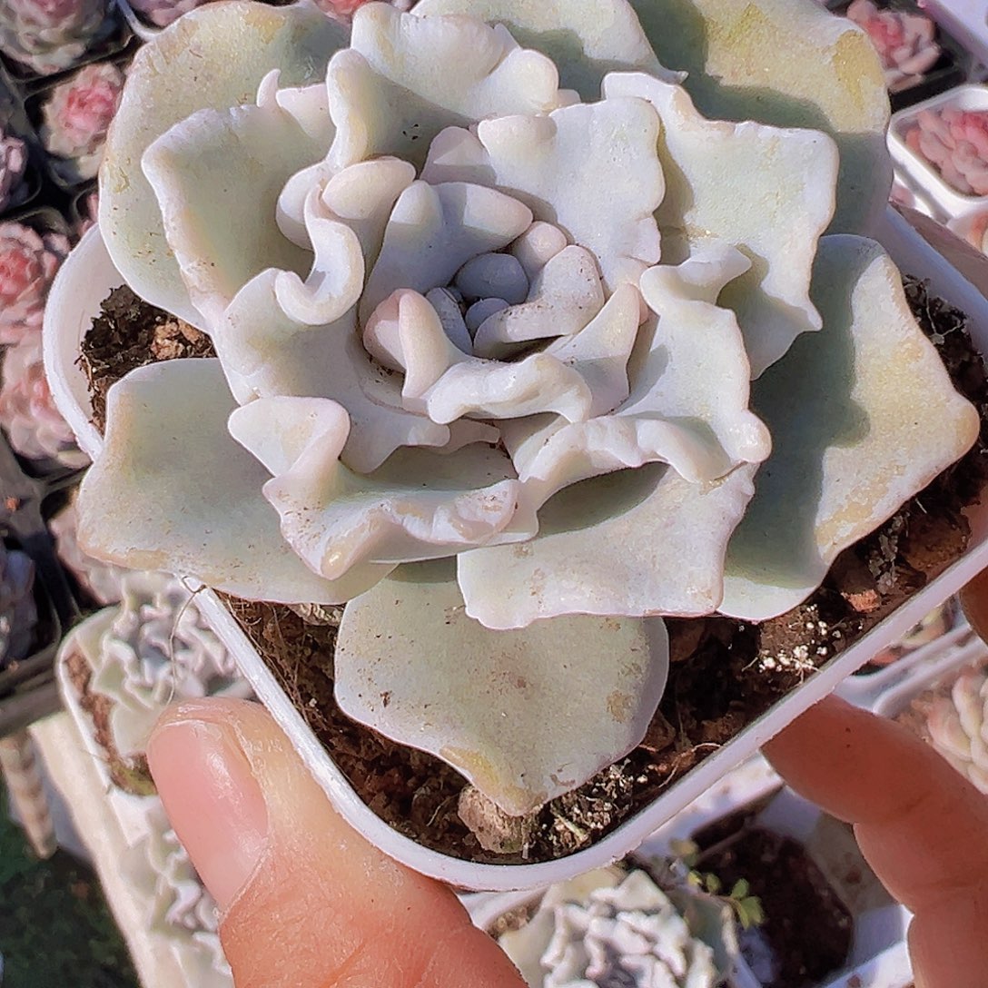 白饺子皮19包邮多肉