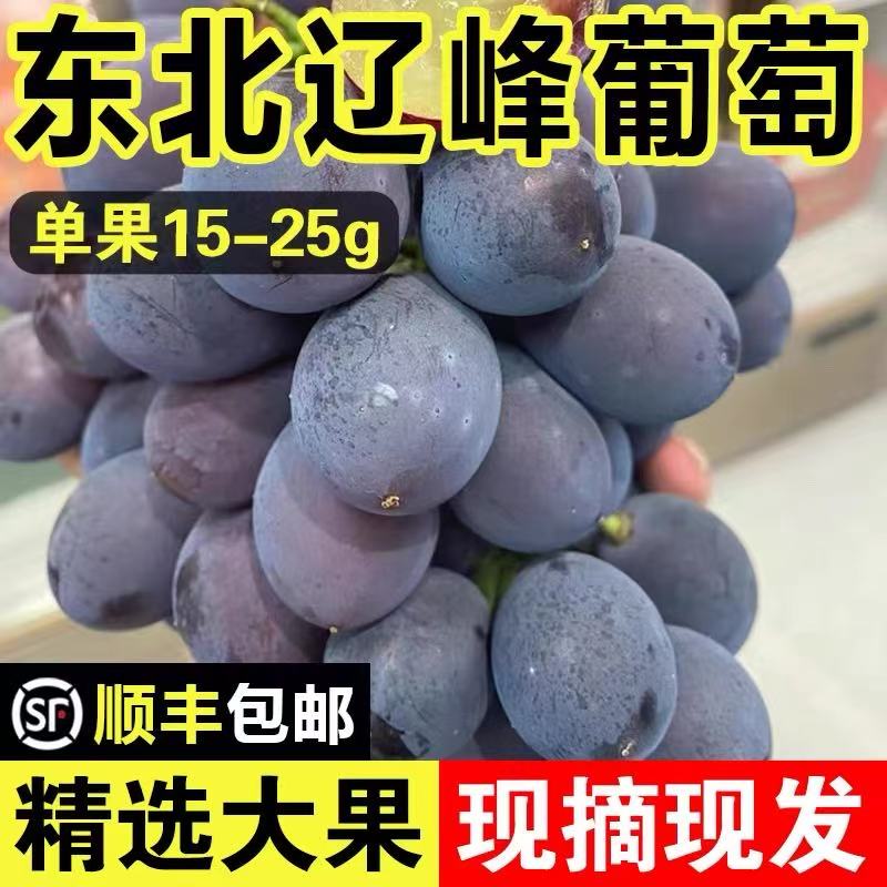 【新鲜现摘】辽峰葡萄精选大果新鲜巨甜有糖心 葡萄粒1斤/盒 顺丰包邮辽宁省
